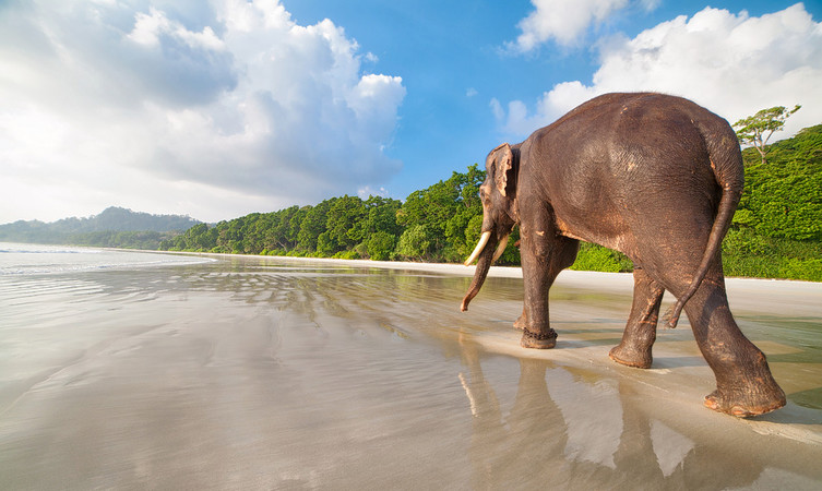 elephant-beach-havelock-island-img